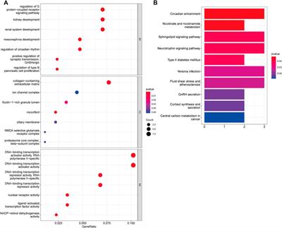 Upregulated ENC1 predicts unfavorable prognosis and correlates with immune infiltration in endometrial cancer
